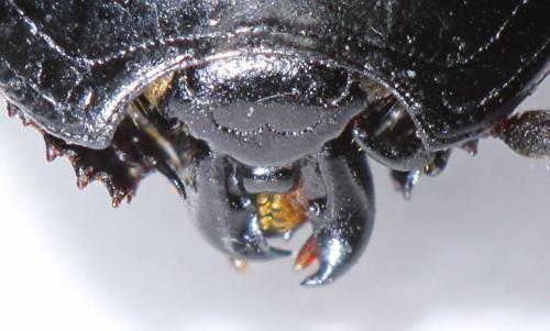 Margarinotus striola succicola